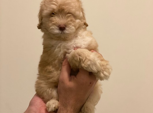 Sevimli Maltipoo Yavrumuz