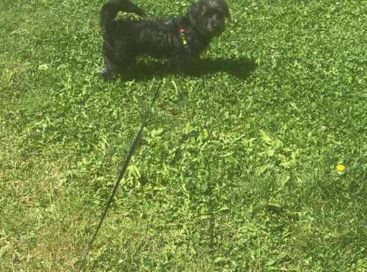 acil olarak sahiplendirilecek siyah maltese terrier