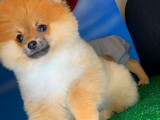 Gülenyüz sevimli dost Pomeranian boo