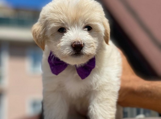 Maltipoo Yavruları