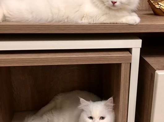 Beyaz chinchilla kedi