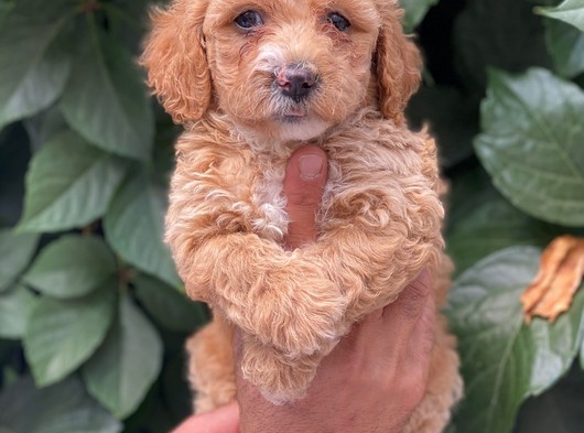 Safkan Maltipoo Yavrularımız