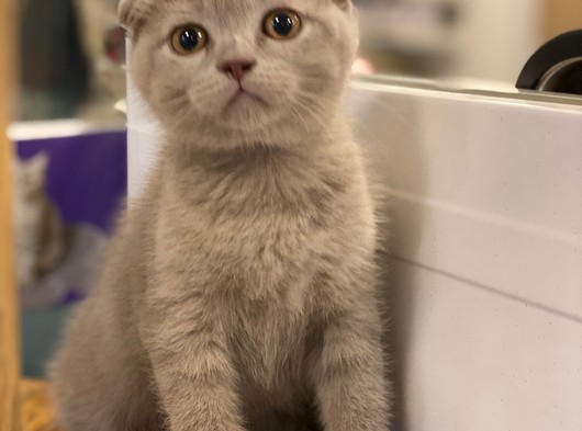 Lilac Sütlü Kahve Scottish Fold Dişi Yavrumuz