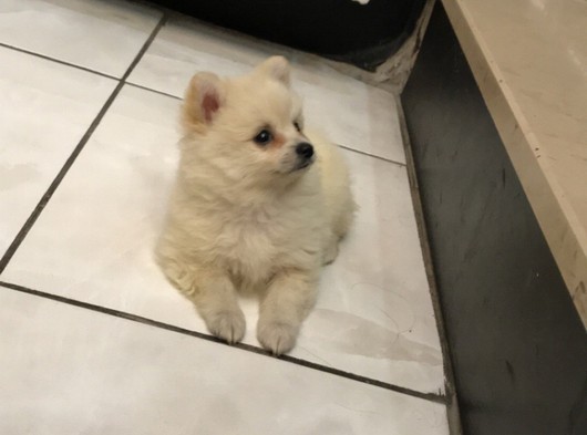 Safkan Orjinal Pomeranian Boo Yavruları