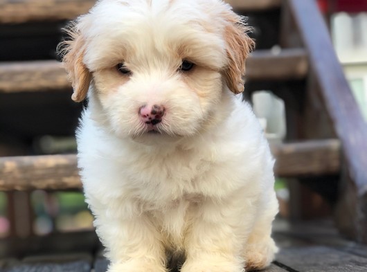 Süper Kalite Maltipoo Yavrular