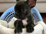 2.5 aylık Erkek French Bulldog