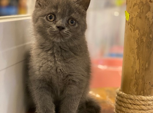 British Shorthair Blue Yavrularımız