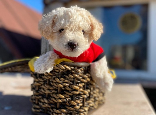 Sevimli Maltipoo Yavrumuz