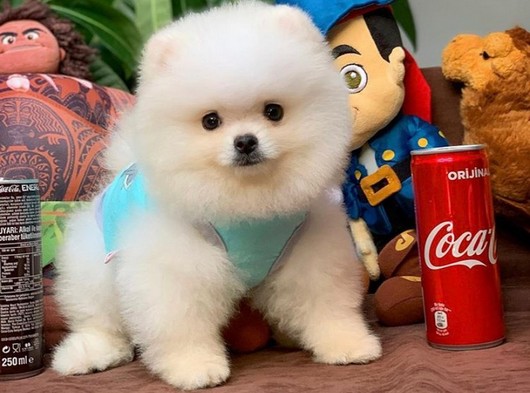 Scr Sertifikali Ust Duzey Pomeranian Boo Yavrulari Nettepet Com