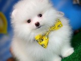 Beyaz Renkte Muhteşem Güzellikte Show Class Pomeranian Boo Yavrumuz
