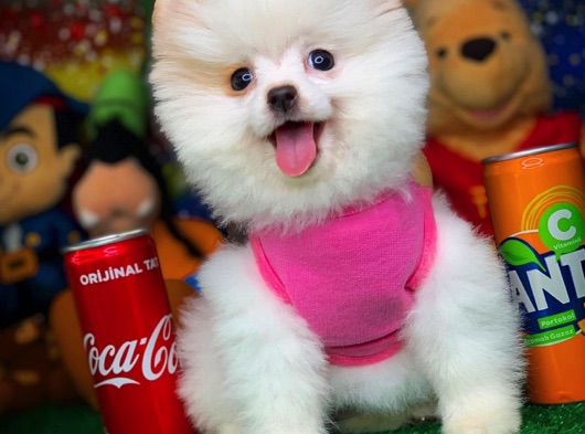 Güzeller güzeli oyuncu beyaz Pomeranian Boo yavrumuz