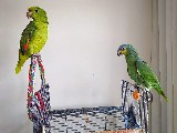 2 Adet Amazon Papağanı