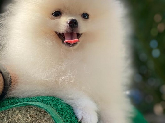 Pomeranian Boo Yetişkin Ve Yavru Uygun Fiyatlı