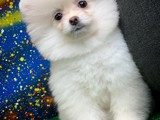 Güzeller güzeli Beyaz Pomeranian Boo