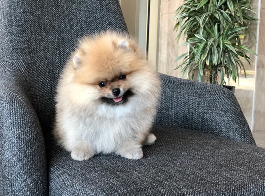 Original Pomeranian Boo Yavrular