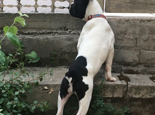 French Bulldog 7 aylık