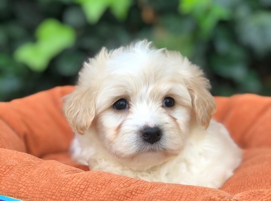 Dizayn Irk Maltipoo Yavrularımız