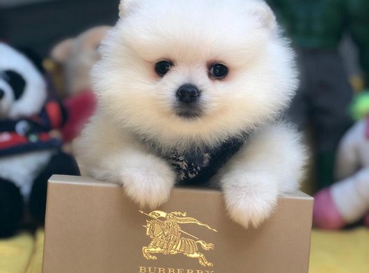 A Kalitede Pomeranian Yavruları