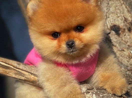 Güzeller Güzeli Sevimli Pomeranian Boo Yavrumuz