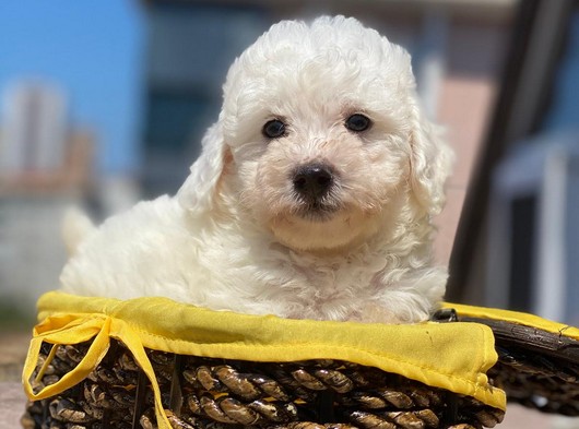 Maltipoo Yavruları