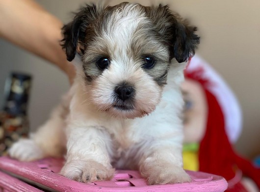 Maltipoo Yavruları