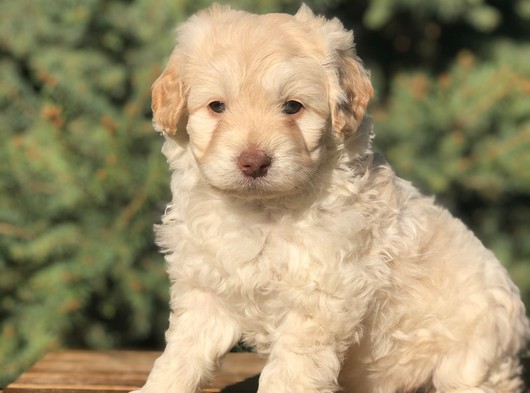 Mükemmel Maltipoo Yavrular