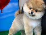 SCR Sertifika Belgeli Show Kalite Pomeranian Boo