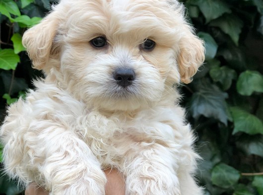 Mükemmel Görsellikteki Maltipoo Yavrularımız