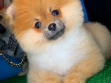 Gülenyüz sevimli Pomeranian Boo