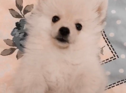 Teddy Bear Pomeranian