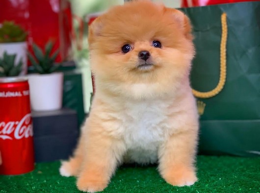 Güzel Mi Güzel Çok Sevimli Akıllı Be Oyuncu Pomeranian Boo Yavrumuz