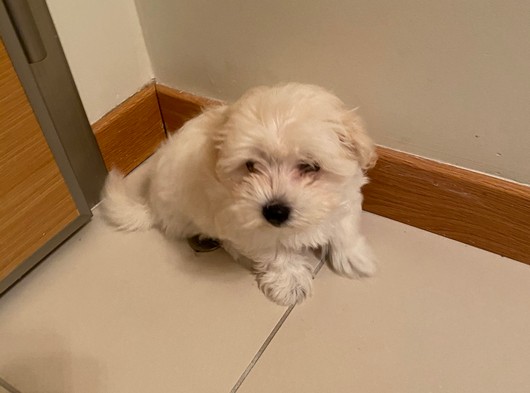 2,5 Aylik Disi Maltıpoo Puppy