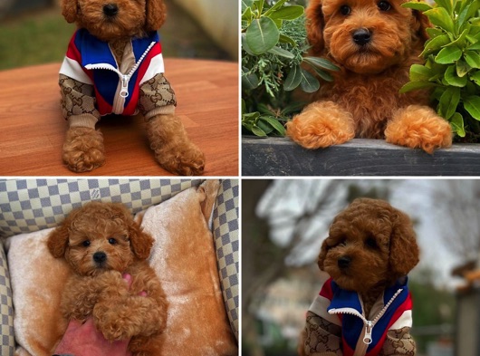 Muhteşem Surat Yapısına Sahip Red Toy Poodle Yavrularımız