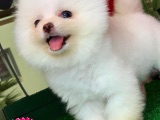Sağlık ve ırk garantili güzellik Pomeranian Boo yavrumuz