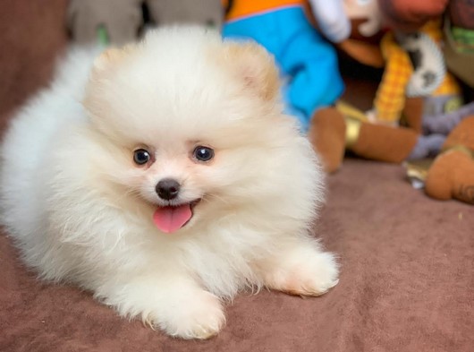 Güzeller güzeli Sevimli Yavrumuz Pomeranian Boo