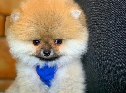 Ayıcık surat güler yüzlü çok oyuncu sevimli Pomeranian Boo