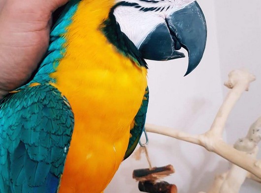 5 kelime konuşan evcil eğitimli oyuncu ara macaw papağanı