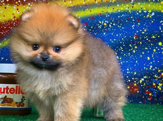 Tecaup midiboy Pomeranian yeni yavru fındık