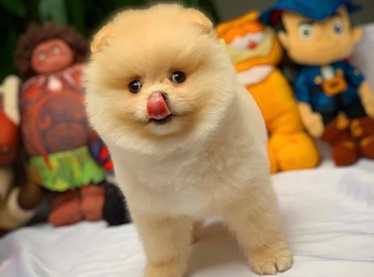 Gülen Surat Pomeranian Boo Oğlumuz Micky