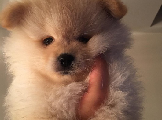 Ayı Surat Mini Boy Pomerian