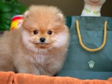 Miniboy Pomeranian boo