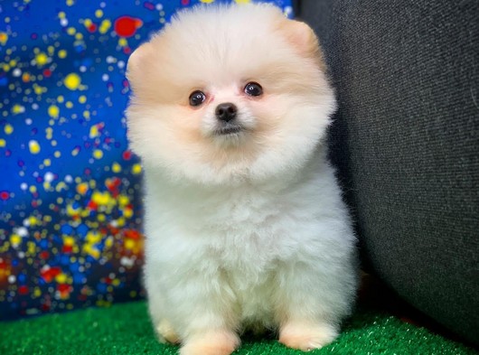 Dünyanın en Gülenyüz sevimli Pomeranian Boo yavrusu