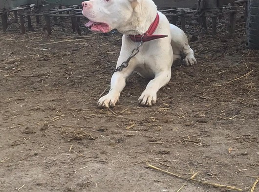 1.Sınıf Dogo Argentino Yavrular Kalite Arayana