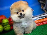 Orjinal Üst Segment Teddy Face Pomeranian Boo Yavru