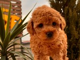 RED BROWN TOY POODLE YAVRULAR