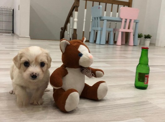 3 Aylık Erkek Maltipoo