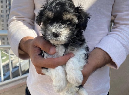 Maltipoo Mini Yavrumuz Geldi