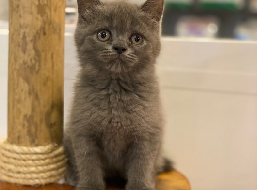 Blue British Shorthair Dişi Yavrumuz