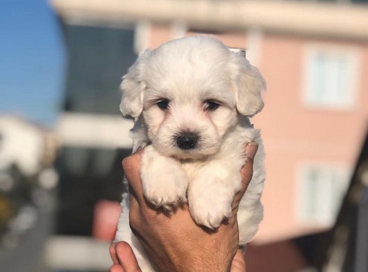 Sevimli Maltese Terrier Yavrularımız Gelmiştir
