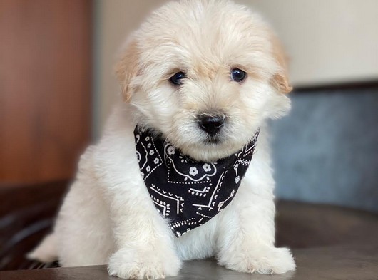 Sevimli Maltipoo Yavrumuz